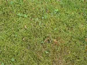 Is moss ruining your lawn? Is moss ruining your lawn?