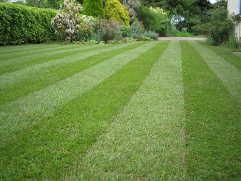 green-health-lawn